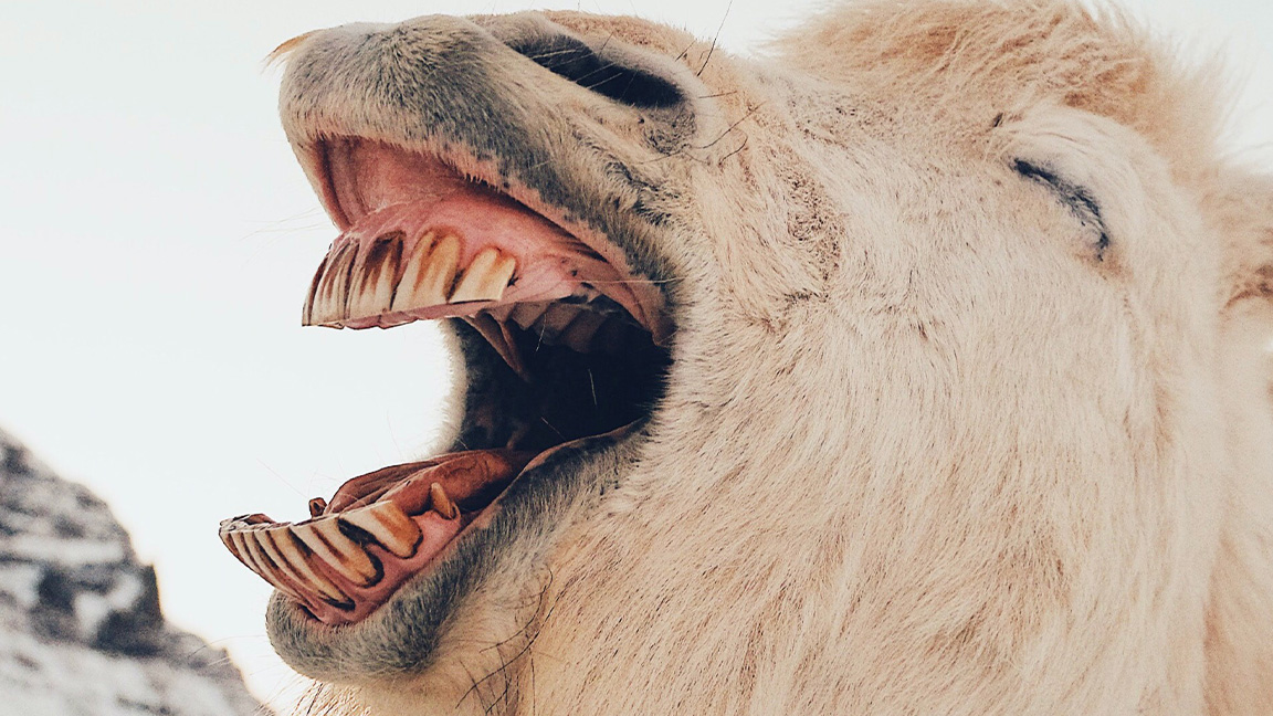 Animal with mouth open
